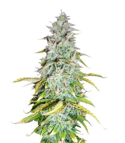 Amnesia Haze Automatic — Royal Queen Seeds