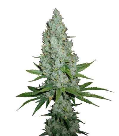 Amnesia Lemon — Barney's Farm