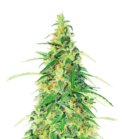 Apple Betty Auto — Herbies Seeds