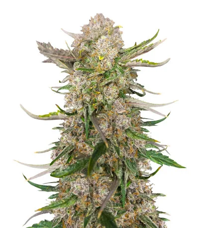 Apple Strudel Auto — Fast Buds