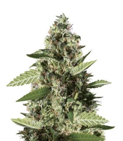 Bruce Banner #3 — Blimburn Seeds