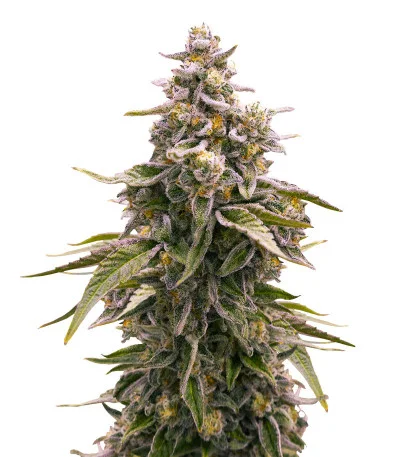 Cap Junky — 7CH American Genetics