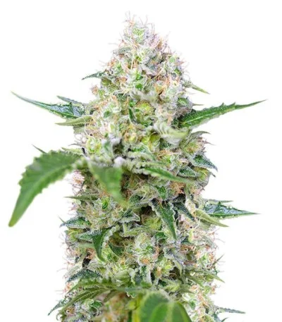 Crystal Candy — Sweet Seeds