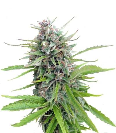 Exodus Cheese — Green House Seeds