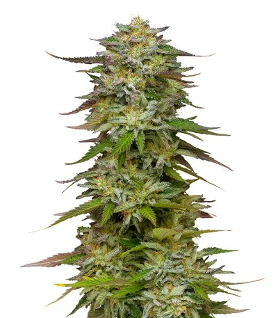 Golden Sands — Humboldt Seed Company