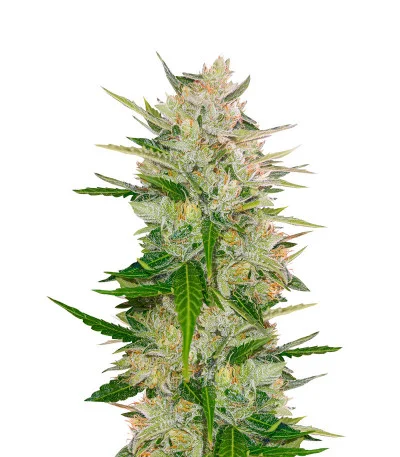 Auto Mazar — Dutch Passion