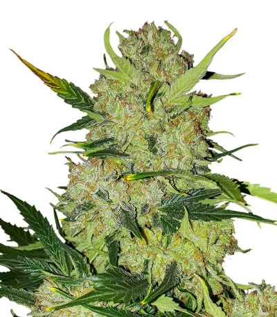 Apollo F1 Auto