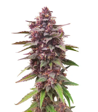 Diablo Rojo XL Auto