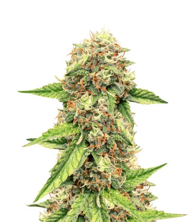 Auto Colorado Cookies