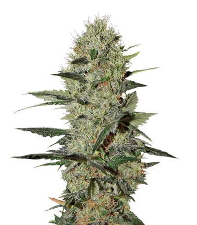Exodus Cheese Auto