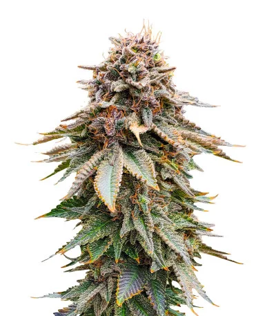 Blackberry Moonrocks