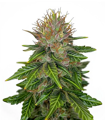 Boy Scout Cookies