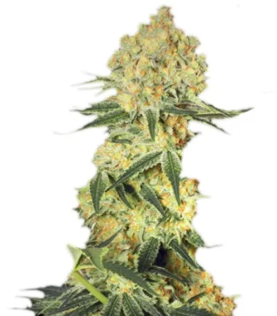 Wappa Auto