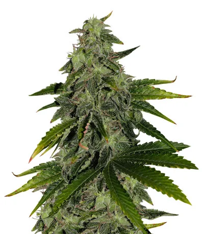 Pure Power Plant