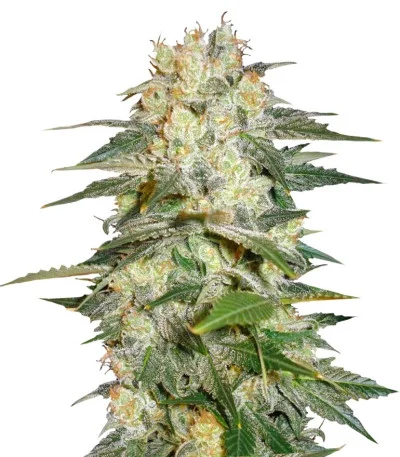 Afghan Kush Ryder Auto