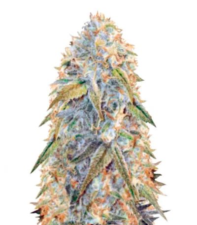 Northern Light Auto